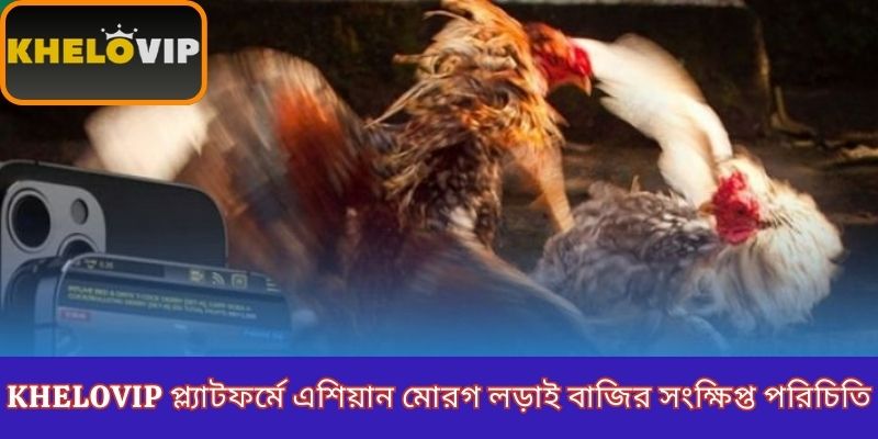 KheloVIP প্ল্যাটফর্মে এশিয়ান মোরগ লড়াই বাজির সংক্ষিপ্ত পরিচিতি